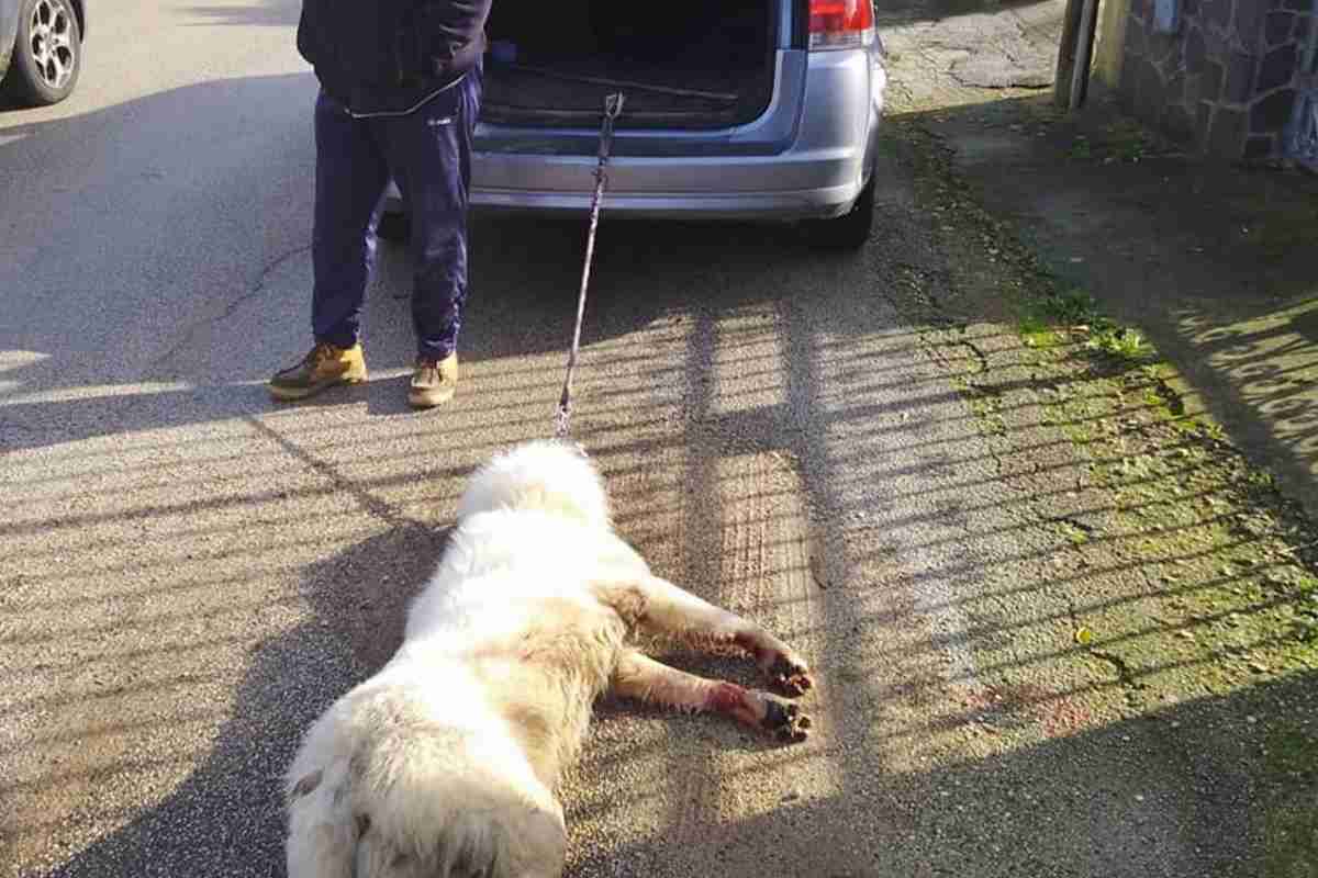Il 30 dicembre la fiaccolata per White, straziato per aver ucciso due galline article-post