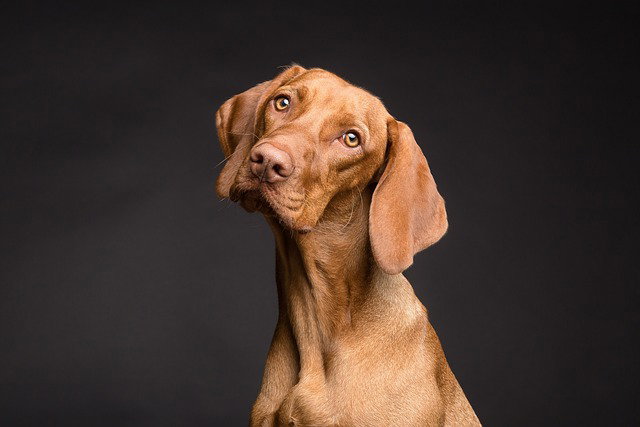 Otite nel cane: cosa è importante sapere article-post