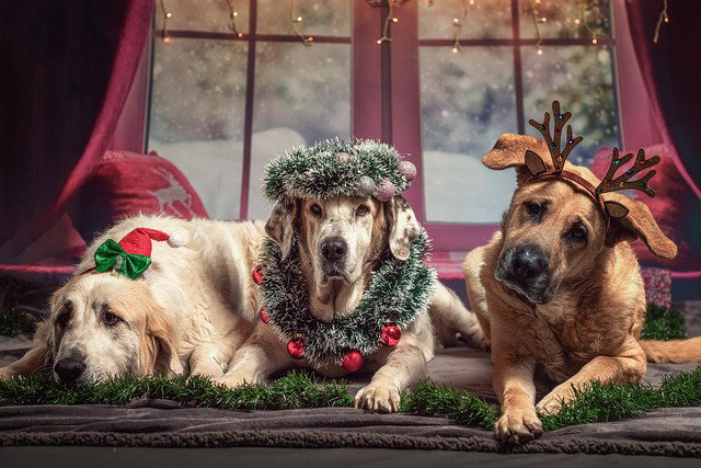 Come festeggiare il Natale con il cane in modo sicuro article-post