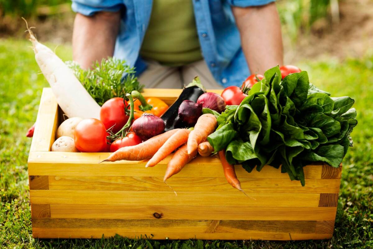 Crea un orto in giardino in soli 20 minuti article-post