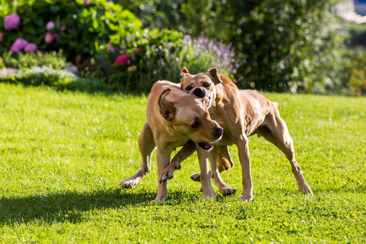 Bimba di 3 anni azzannata da un pitbull: operata alla testa è in gravi condizioni article-post