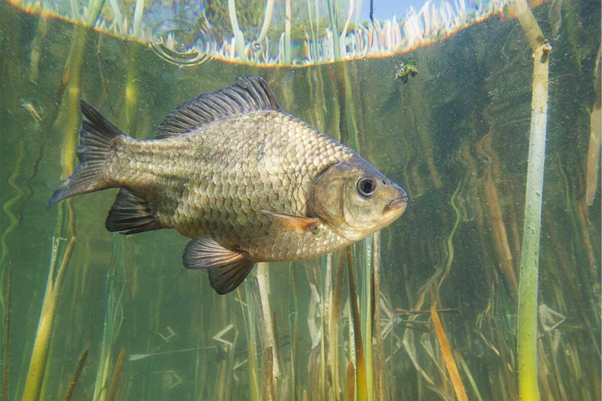Compra il pesce per una cena, e dopo 48 ore nel congelatore scopre che è vivo article-post