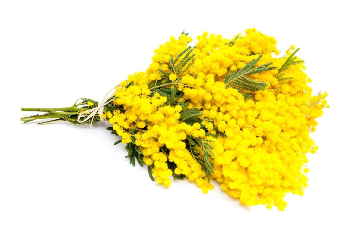 Perché si regala la mimosa alla festa delle Donne? article-post