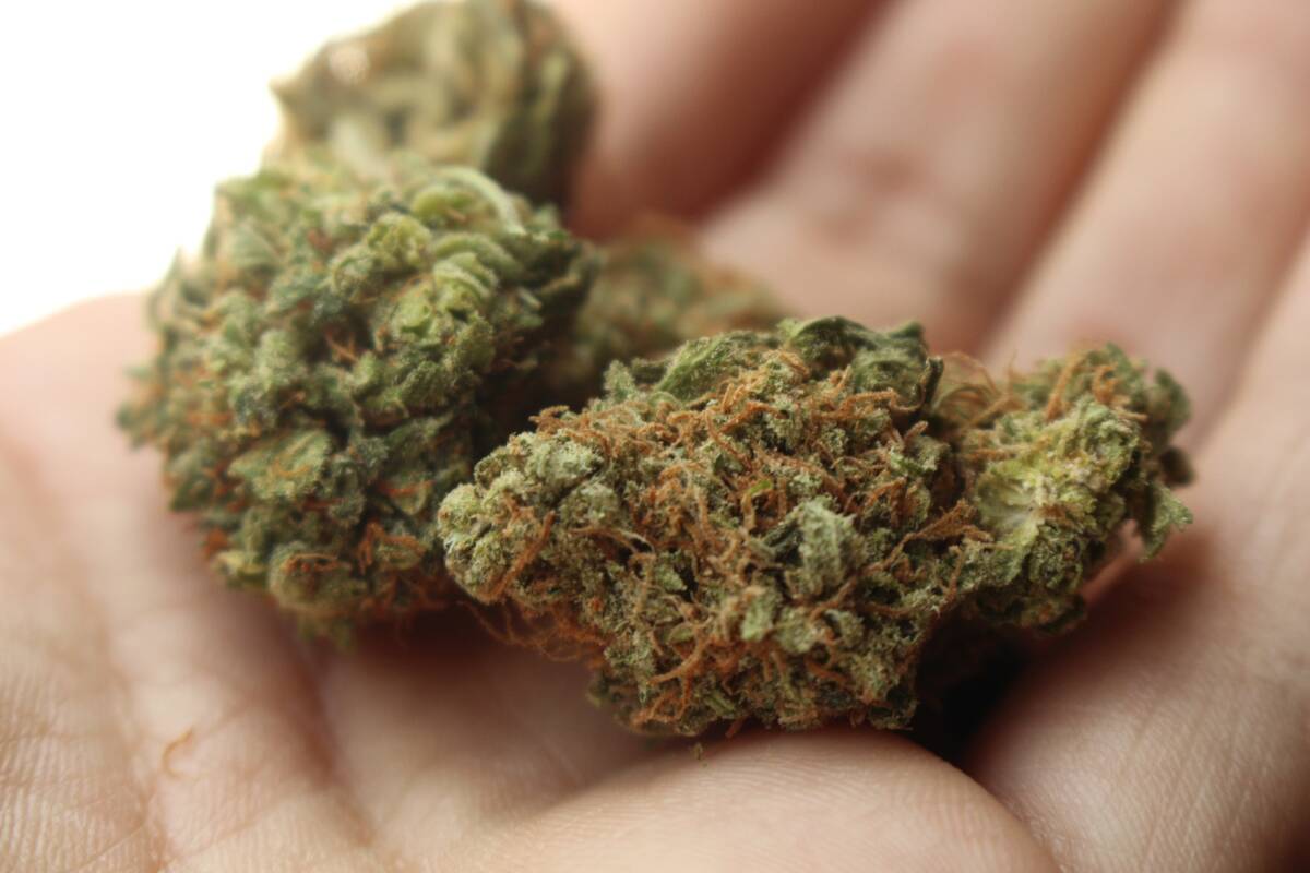 Droga, sequestrate a Torino quasi 2 tonnellate di hashish article-post