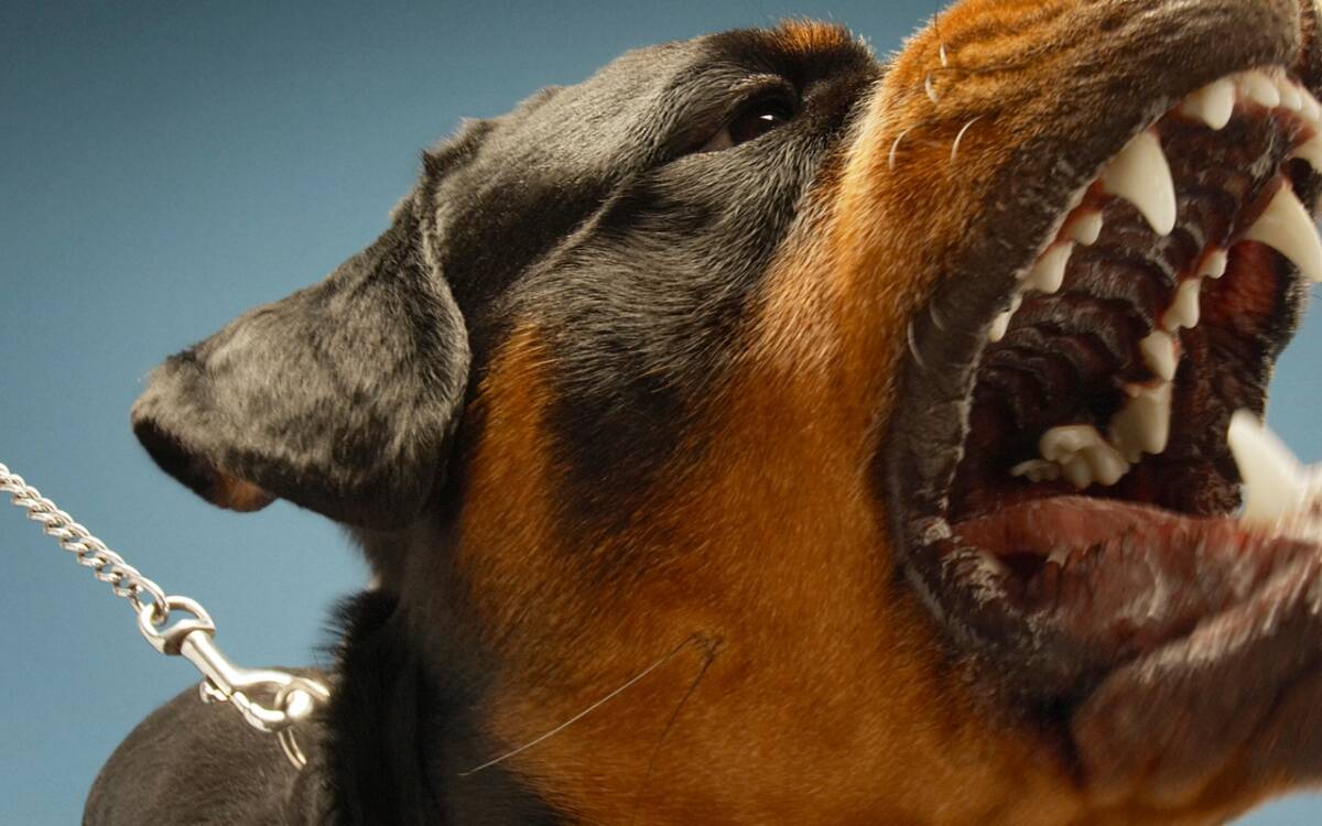 Muore sbranata dal rottweiler del fratello: parlano gli animalisti article-post