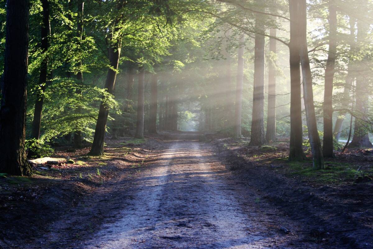 Trento, runner 25enne trovato morto nel bosco article-post