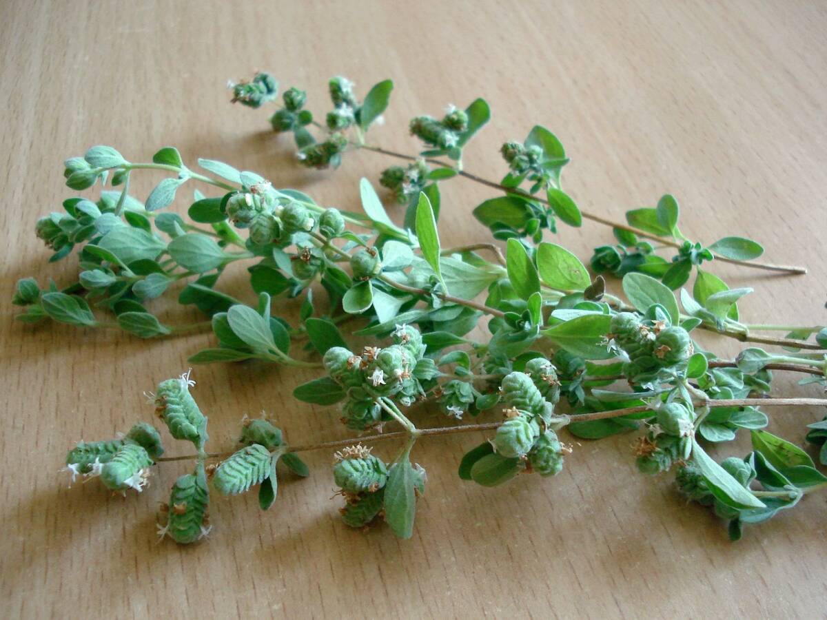 Origano (fresco e secco): come usarlo in cucina article-post