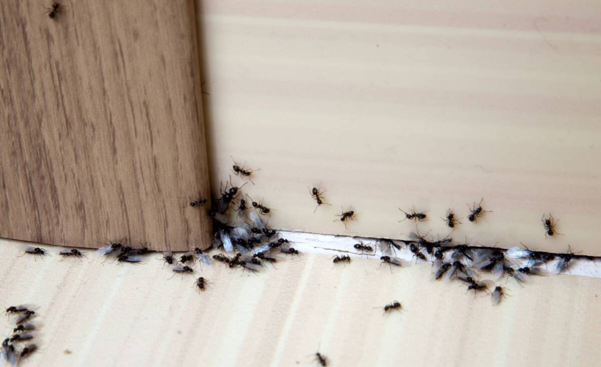 Smettila di dannarti: come eliminare le formiche in casa in pochi secondi article-post