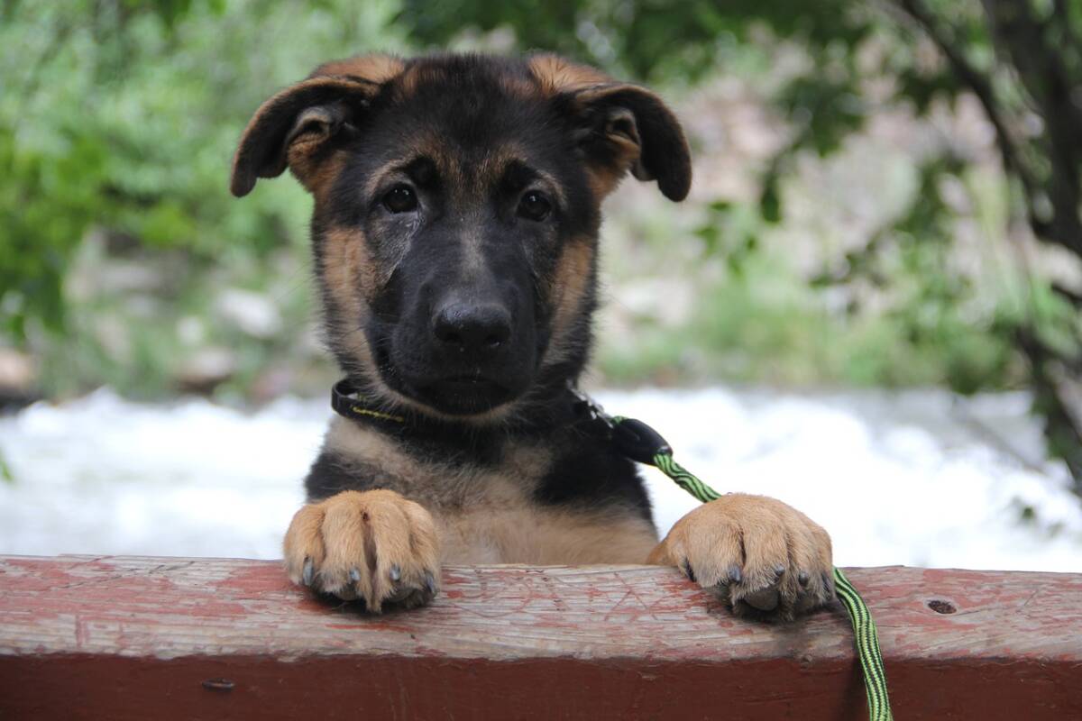 Ha finalmente trovato una casa tutta per lui Magic, il cane che guardava in faccia chi gli sparava article-post