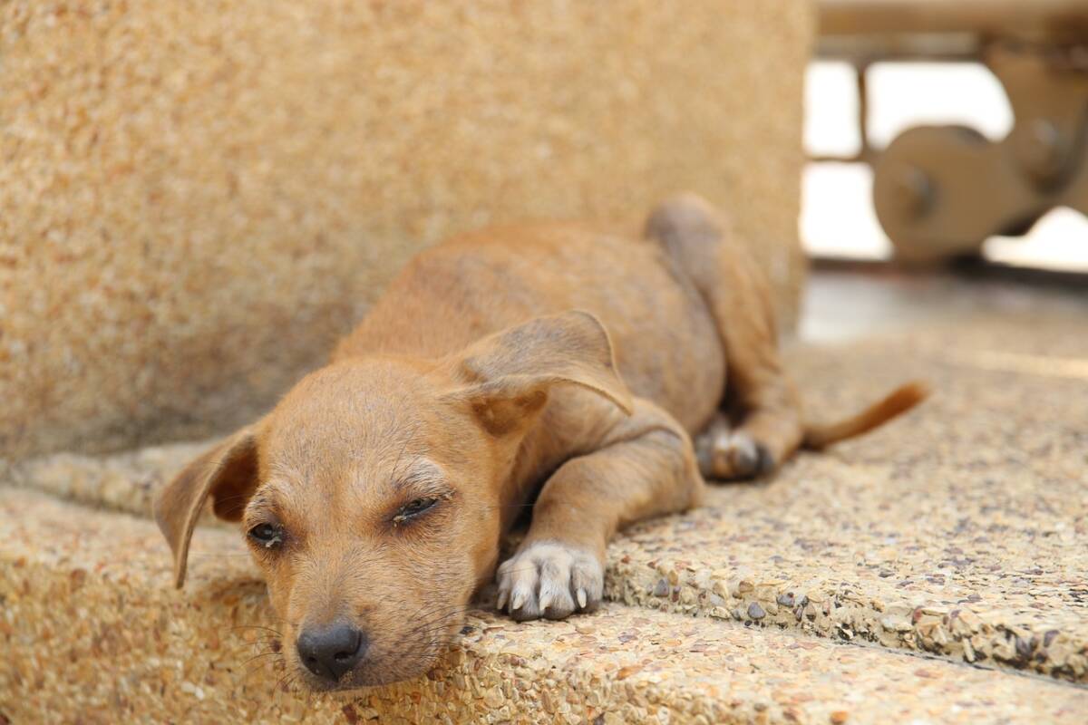 Cocò ha finalmente trovato una nuova casa article-post
