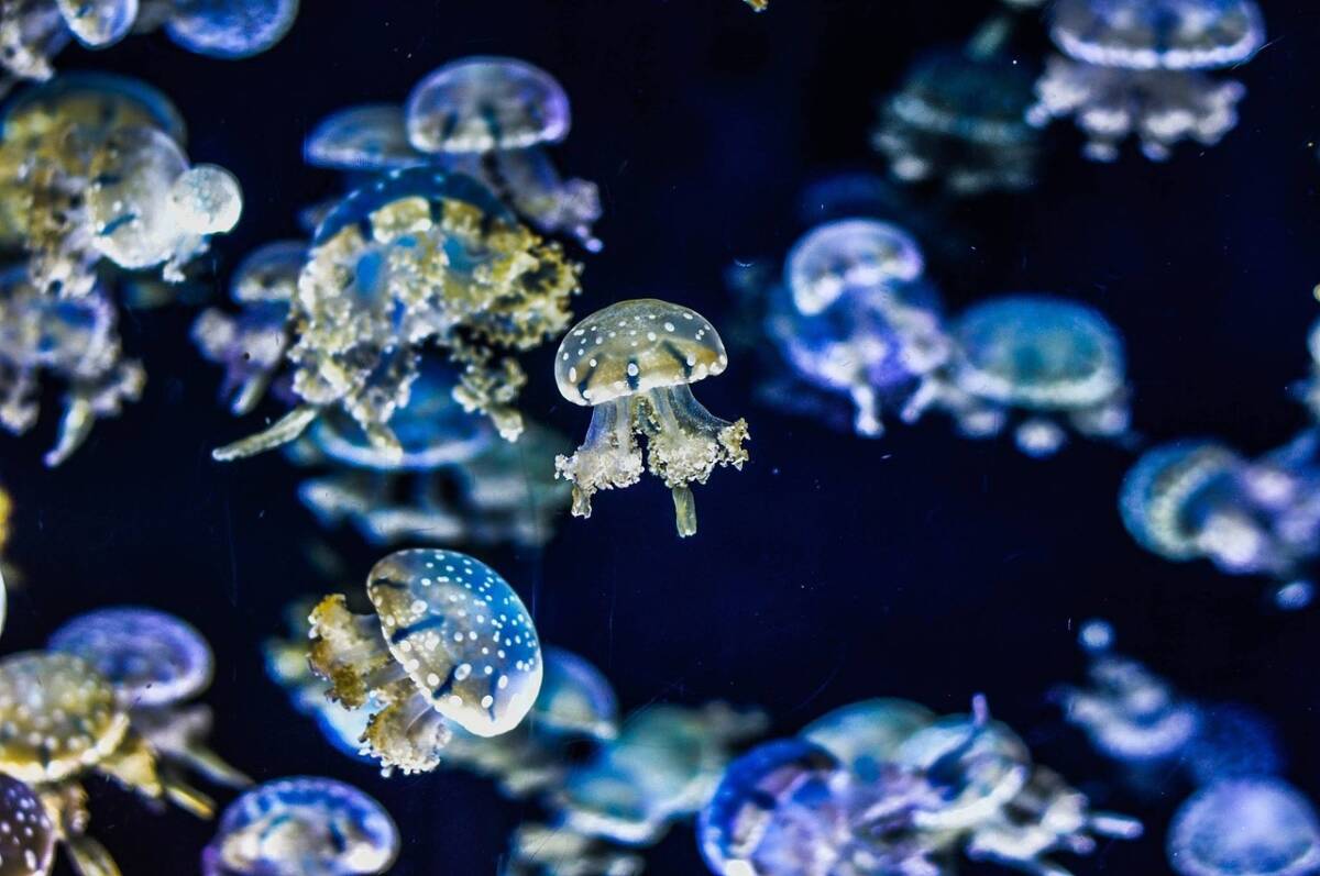 Punture di medusa: quali sono i sintomi? Le cause e i migliori rimedi article-post