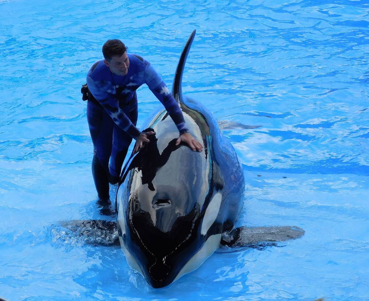 L’orca Lolita non ce l’ha fatta: muore dopo cinquant’anni vissuti in cattività, stava per essere liberata nel Pacifico article-post