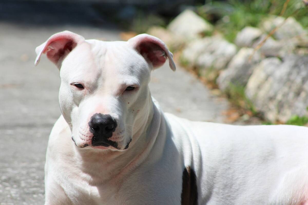 Weiss è di nuovo a casa: il cane sordo scomparso a Livorno, finalmente ritrovato article-post