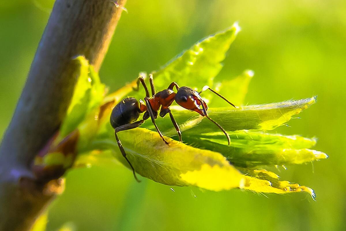 Scoperti in Sicilia i nidi delle formiche più invasive e pungenti al mondo, la Solenopsis invicta article-post