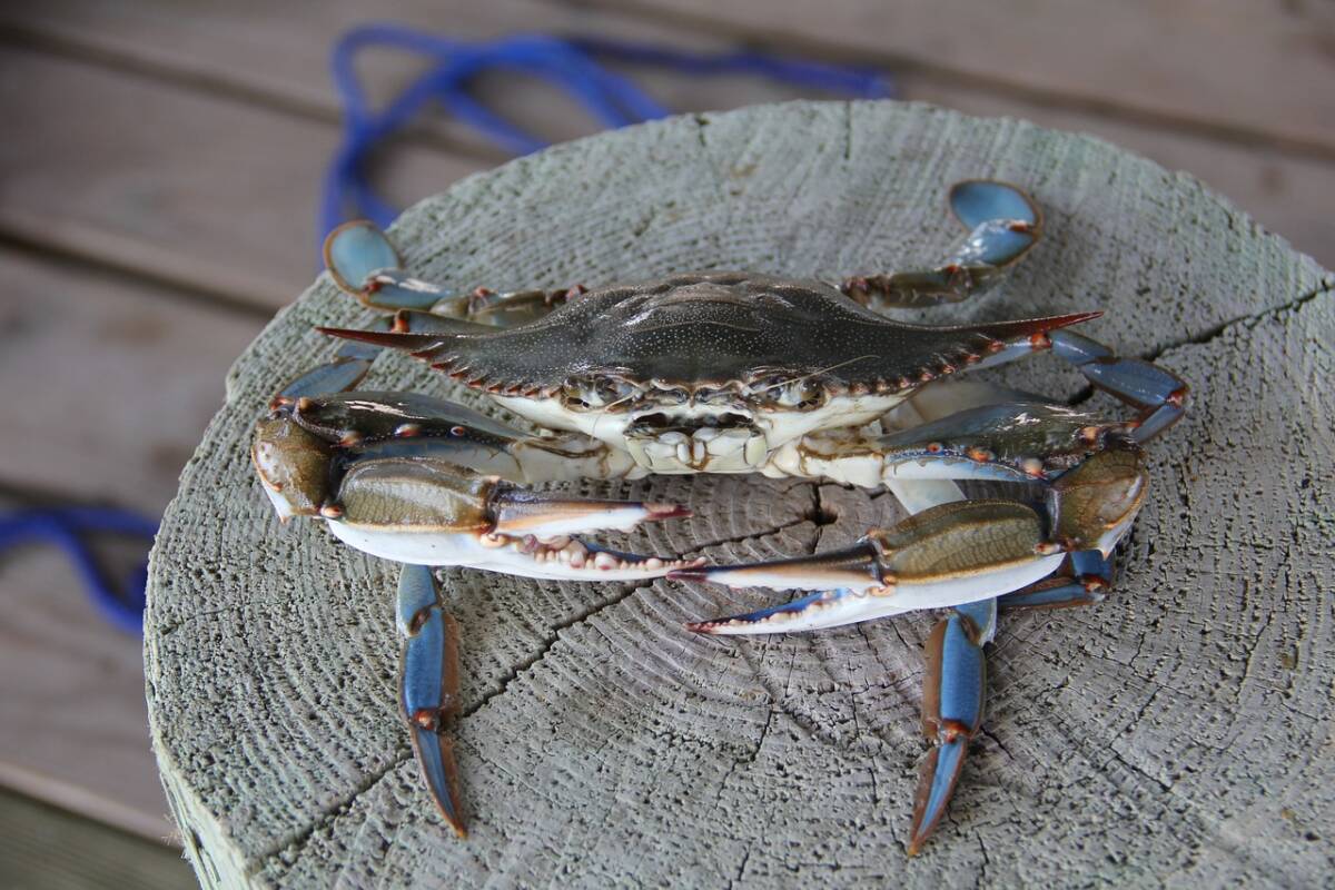 Che sapore ha il granchio blu? Il mondo gourmet lo critica article-post
