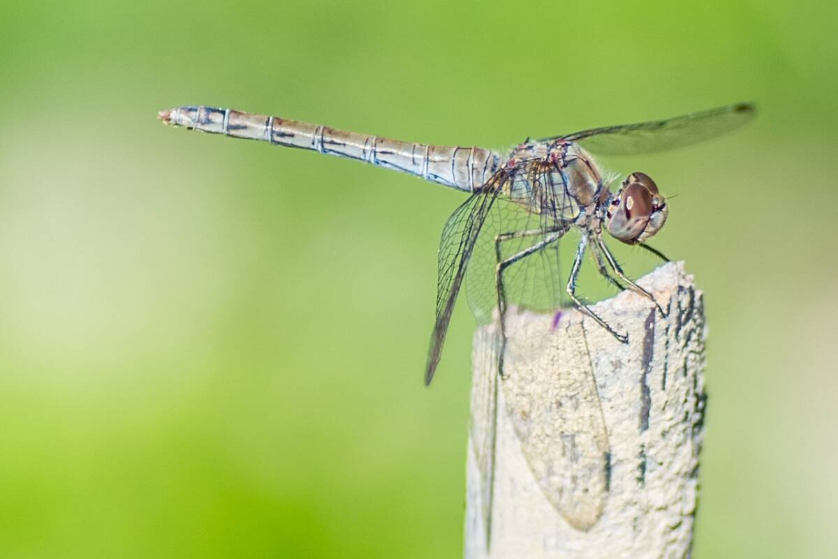 Zanzare, preoccupa la diffusione di malattie come la dengue e la chikungunya. Si rischia una vera e propria epidemia article-post