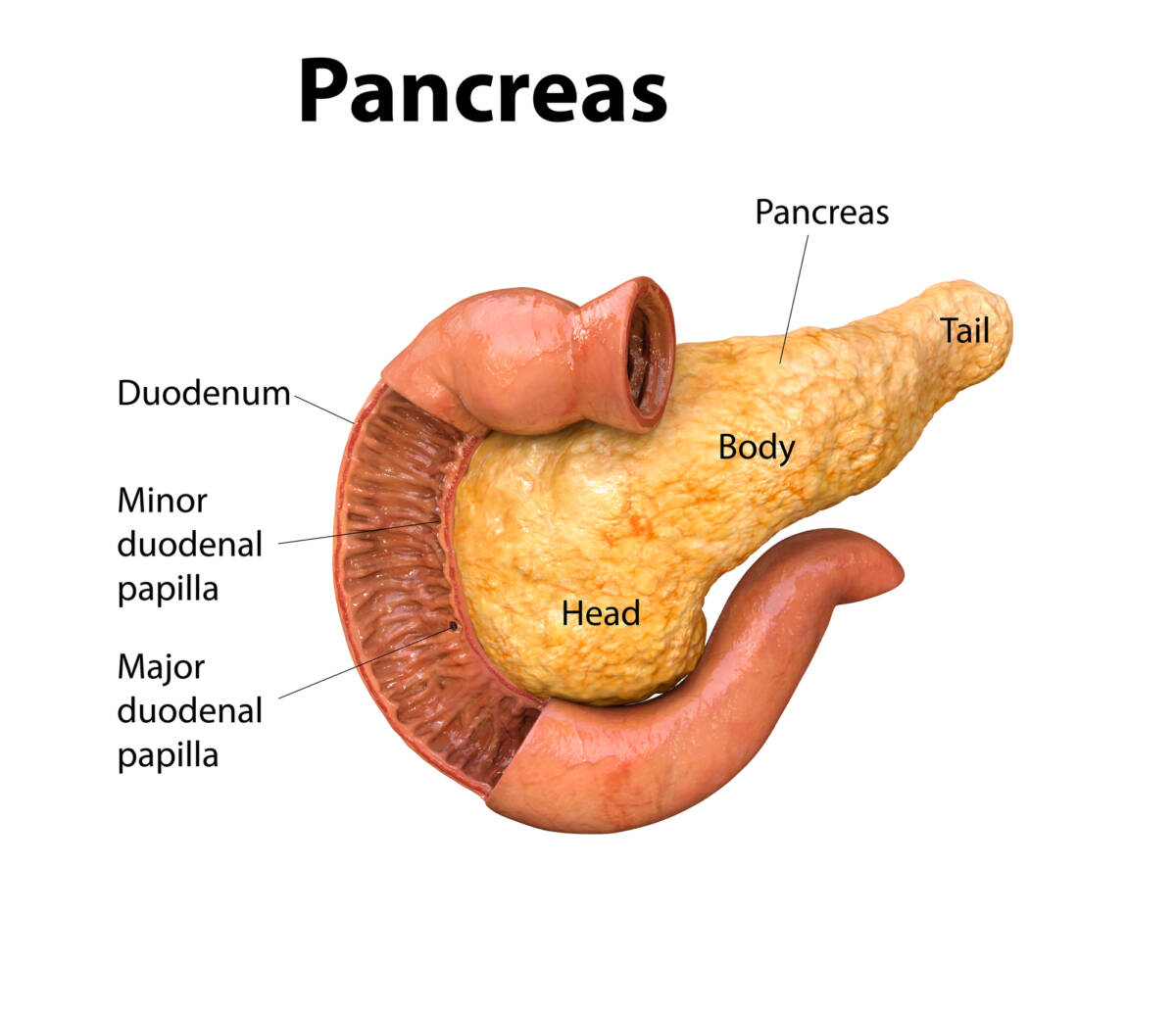 Pancreas: che cos’è, quali sono le sue funzioni, come curarlo tutti i giorni article-post