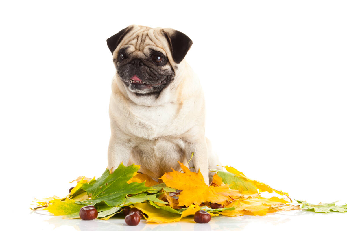 I cani possono mangiare le castagne? seguite questi consigli article-post