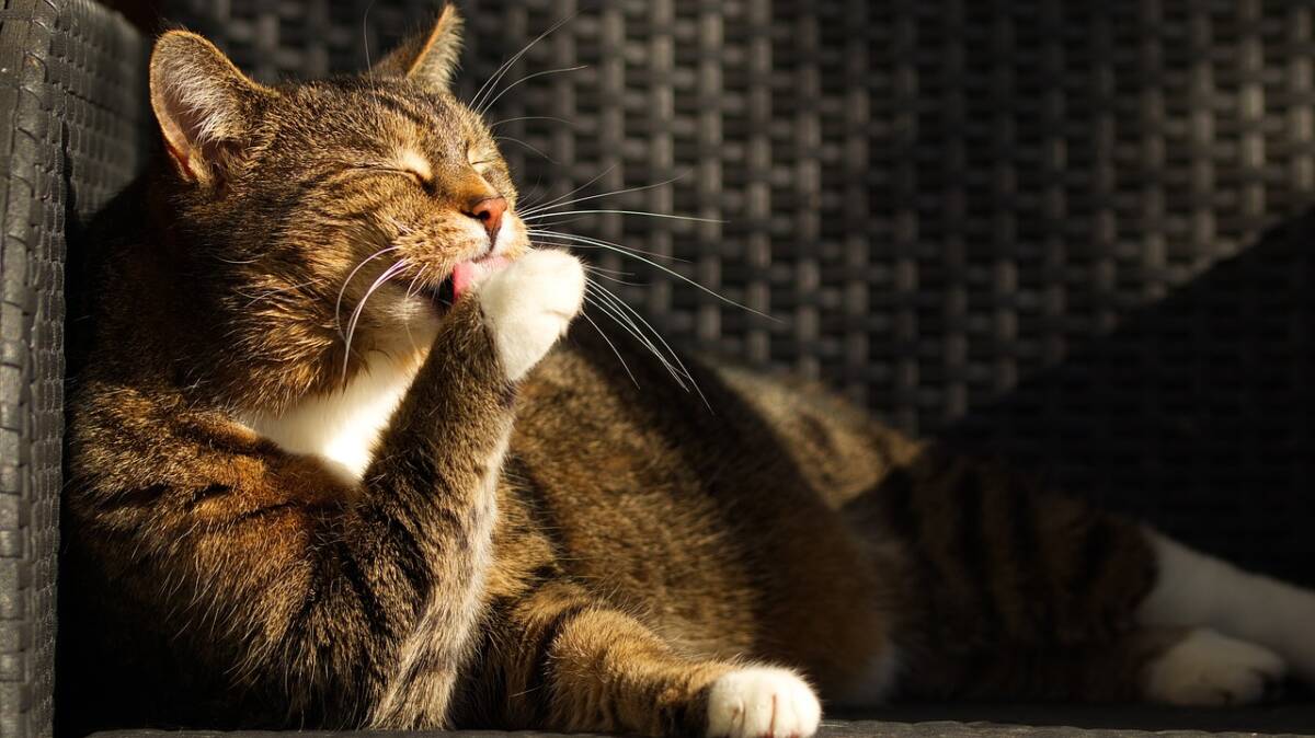 I gatti comunicano con 276 espressioni facciali apprese in 10.000 anni di vita domestica con l’uomo article-post