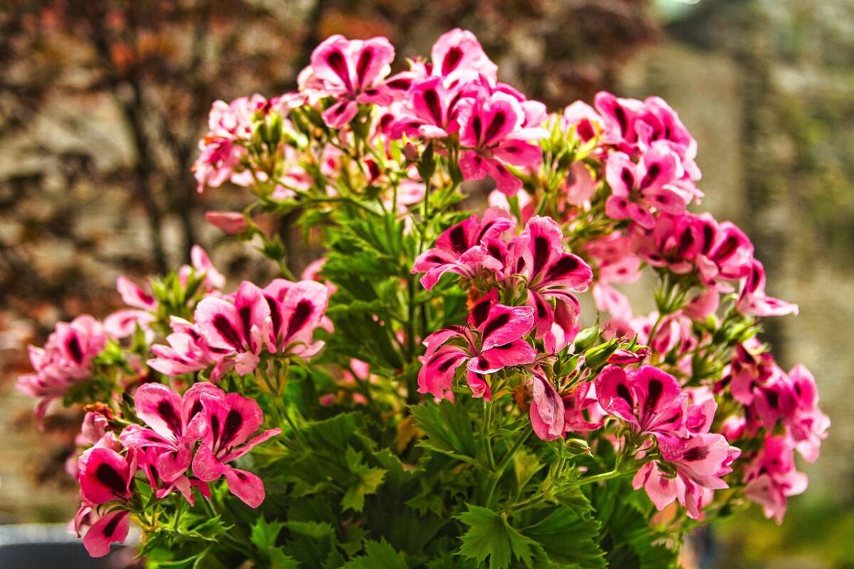 Fiori profumati e colorati in autunno: queste piante sono facili da coltivare article-post