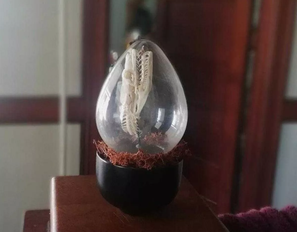 Animali congelati trasformati in gioielli o decorazioni per abat-jour article-post
