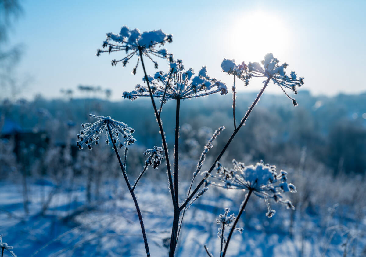 Meteo: la prossima settimana sarà un come back di inverno article-post