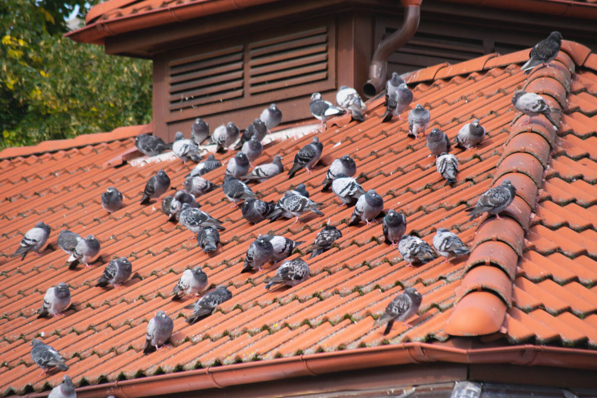 Tenere lontano i piccioni da davanzali e balcone di casa con un fiore che per loro significa ‘pericolo’ article-post