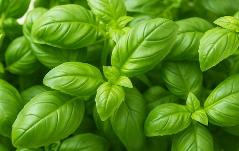 Basilico sul balcone rigoglioso? Ecco i passaggi ed 1 trucco incredibile preview