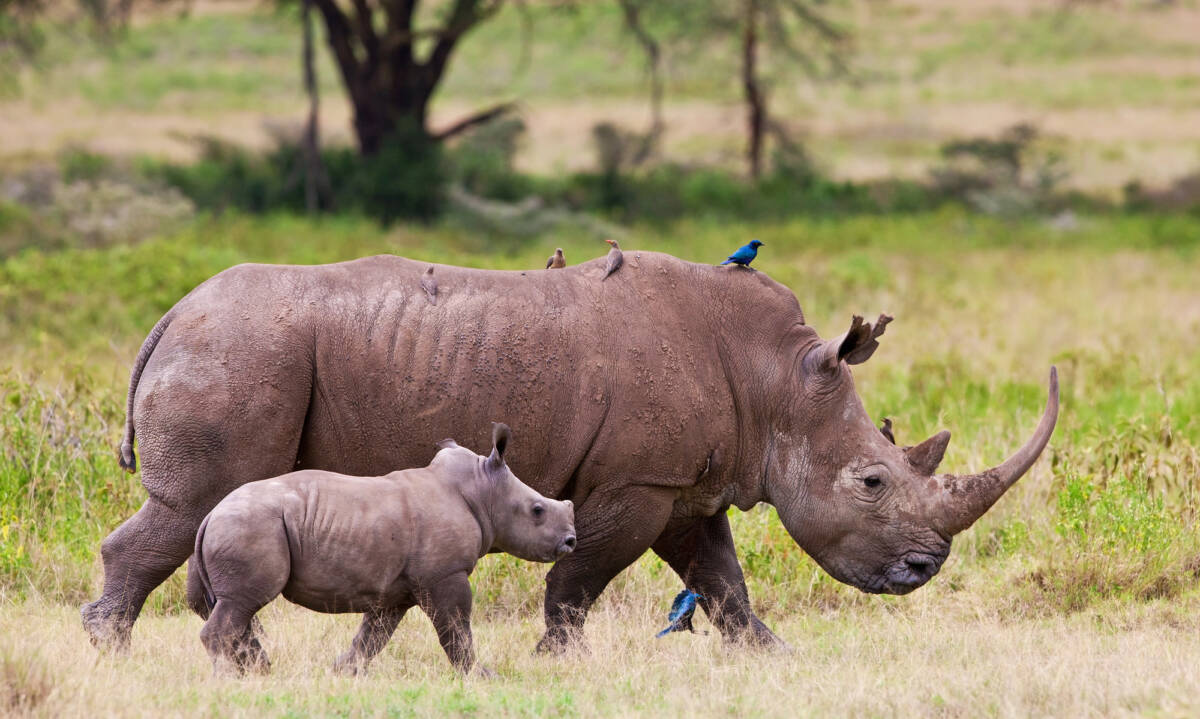 Incredibile scoperta negli USA: Un intero ecosistema preistorico sotto l’asfalto! article-post