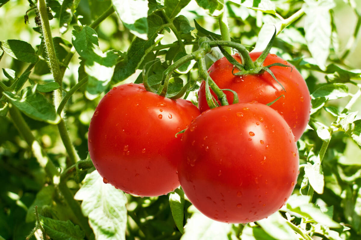 5 motivi per cui il pomodoro è un superfood da non sottovalutare article-post