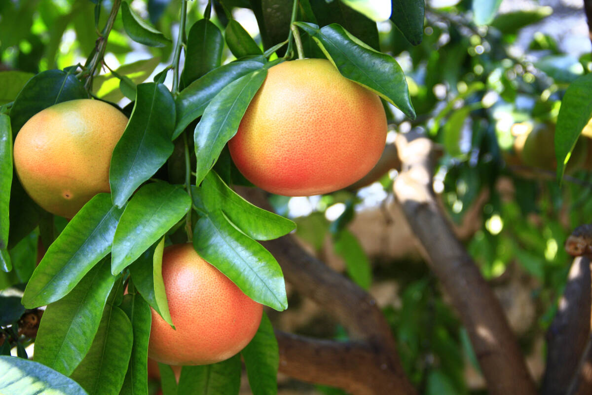 Perché il pompelmo è il super ingrediente che stavi cercando article-post