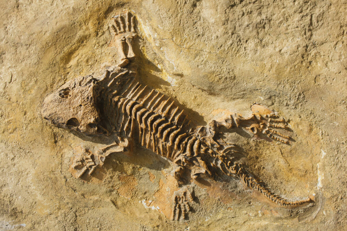 Un salto nel tempo: emergono fossili di 220 milioni di anni fa nel cuore dell’Arizona article-post