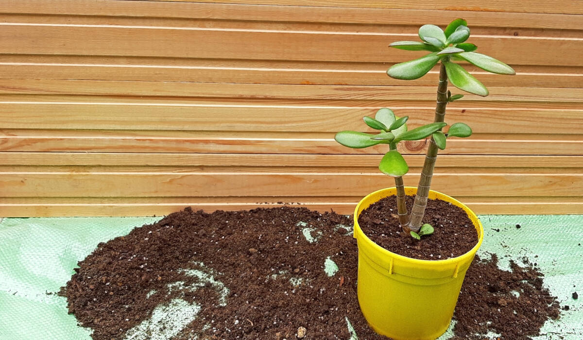 Come far rinascere l’albero di giada: basta un gesto ogni sera article-post