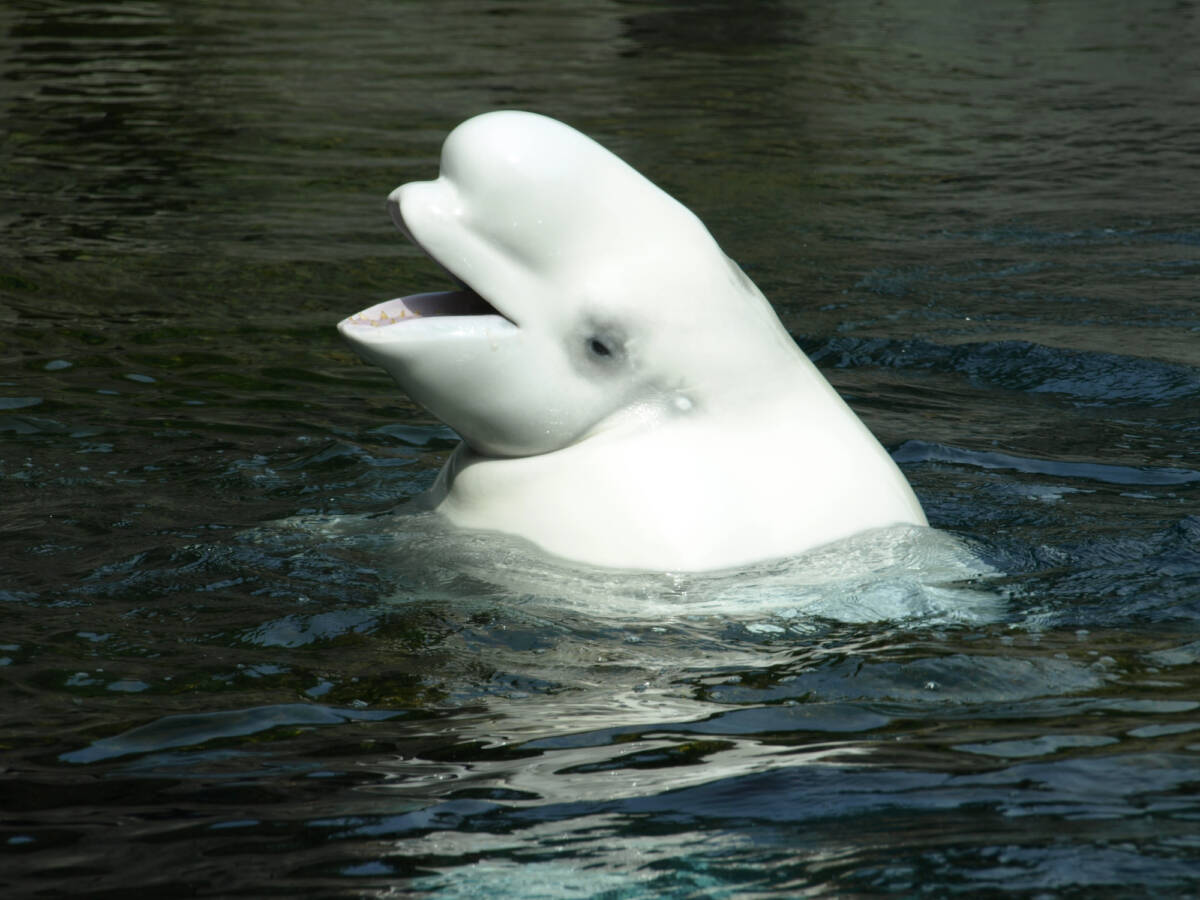 Un cucciolo di balenottera bianca sconvolge i biologi: mai visto nulla di simile article-post