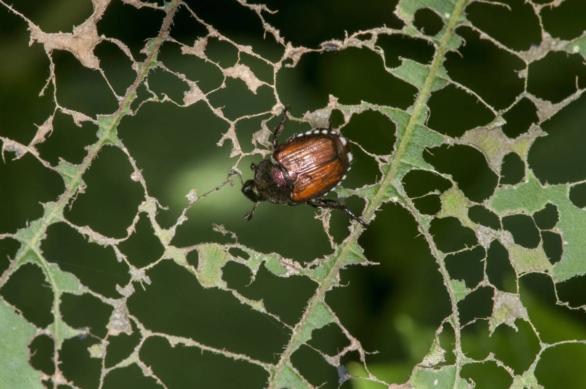 Un piccolo insetto sta rovinando orti e piante ornamentali in tutta Italia article-post