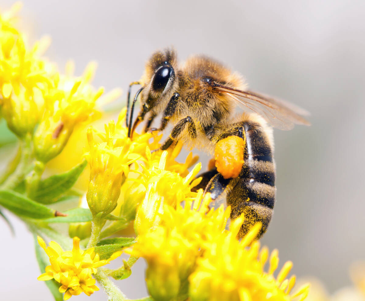 Il segreto naturale che aumenta energia e difese immunitarie: il polline d’api article-post