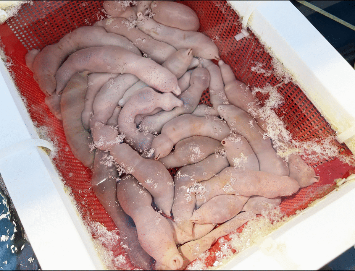 Ricette estreme: Penis fish, il pesce dalla forma ambigua article-post