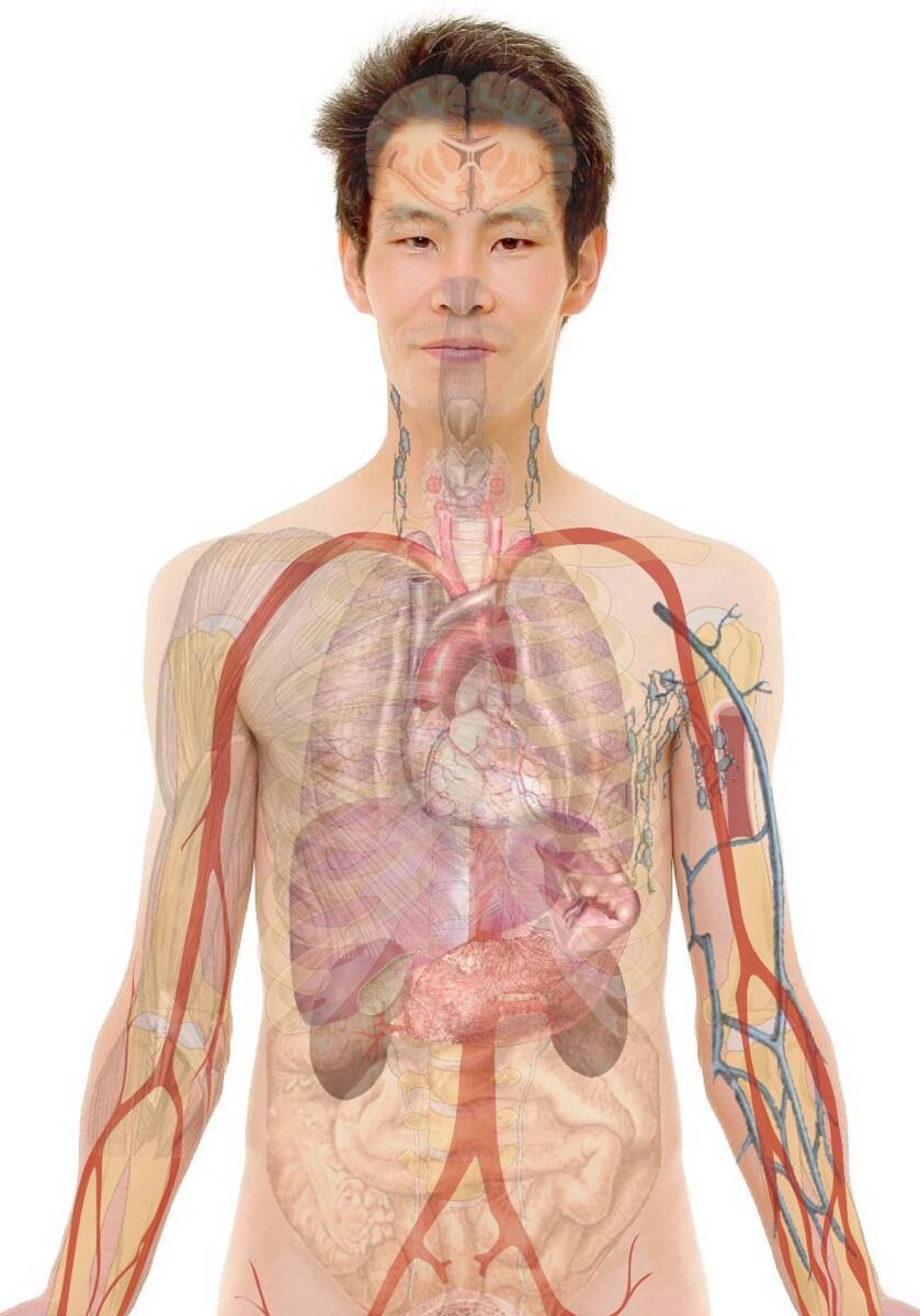 Nessuno ti ha mai detto cosa accade al corpo quando manca il cibo article-post
