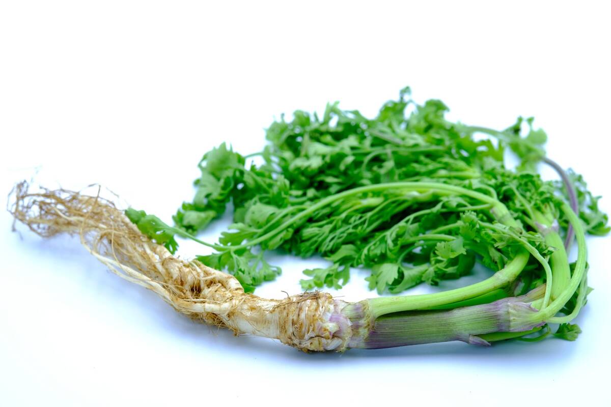 Coriandolo vs cilantro: scopri quale usare per ogni piatto article-post