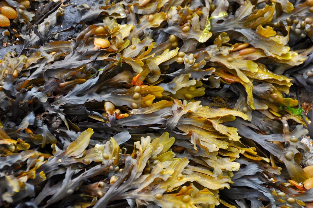 La verità sull’olio di alghe, ecco perché sempre più chef lo scelgono article-post