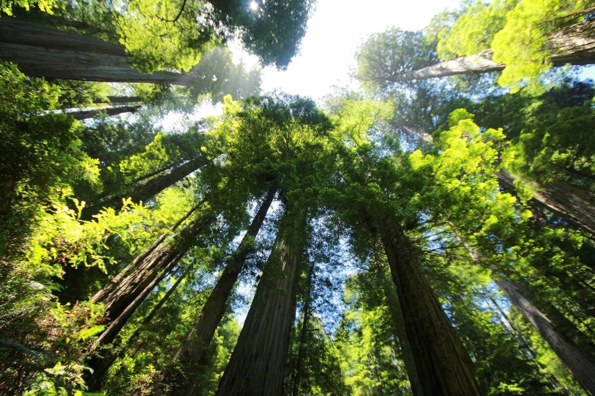 Sequoie giganti: custodi di 2000 anni di storia article-post