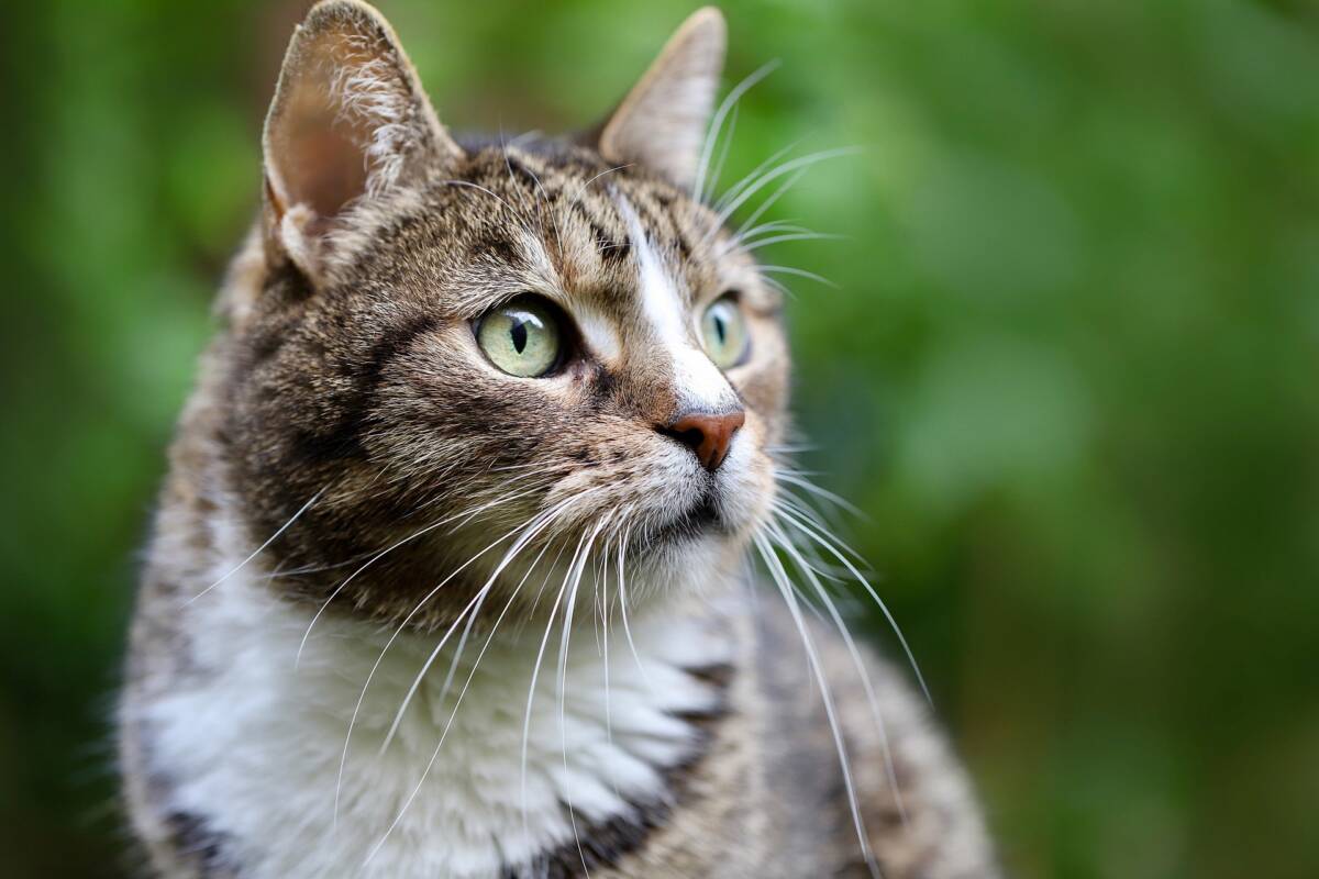 Come eliminare l’odore di urina di gatto con rimedi casalinghi efficaci article-post