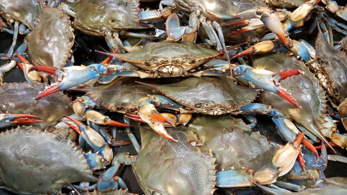 Come è nato lo stufato di gamberi alla Frogmore nella Carolina del Sud article-post