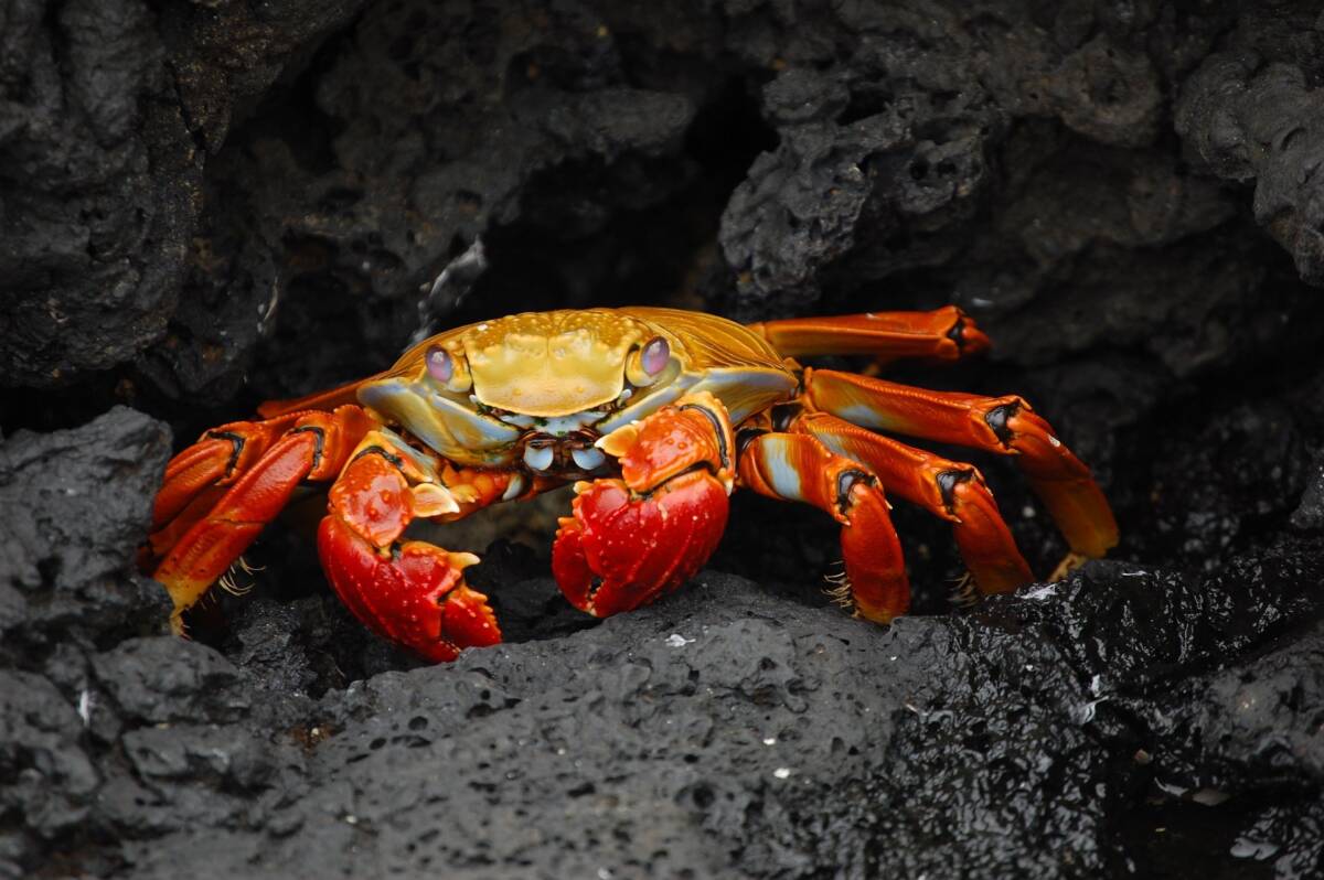 Avvistati granchi giganteschi a grandi profondità: mito o realtà? article-post