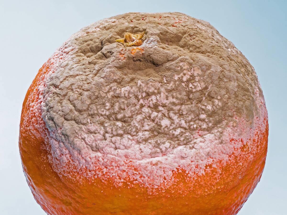 Micotossine e muffe: le tossine nascoste che respiri ogni giorno (e come liberartene) article-post