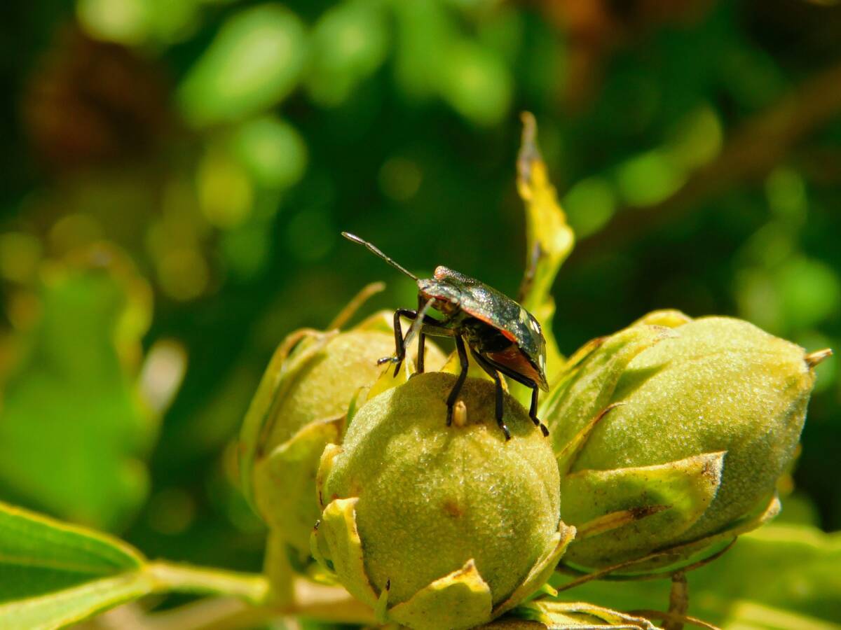 Perché in autunno gli insetti entrano in casa e come evitarlo article-post