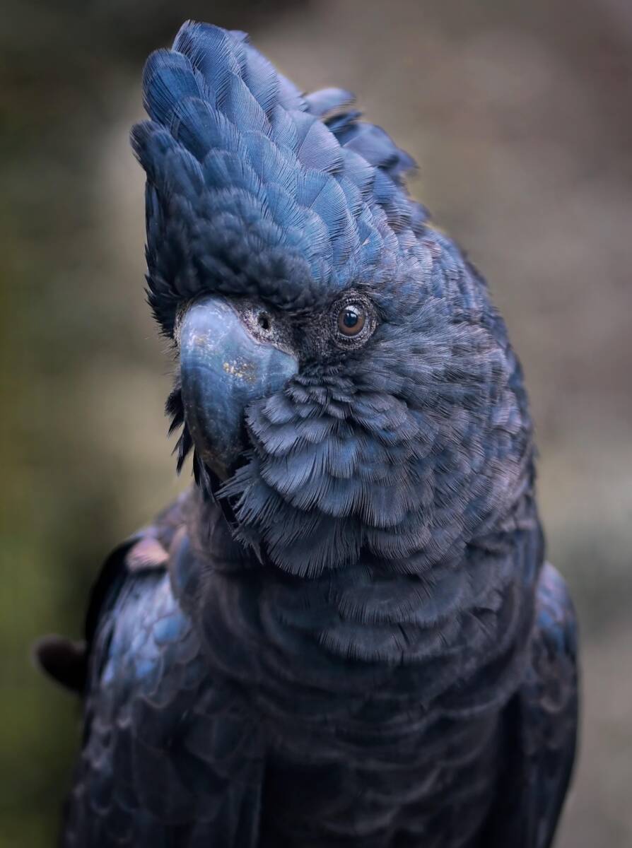 Non solo imitatori: i cacatua ballano davvero a ritmo di musica article-post