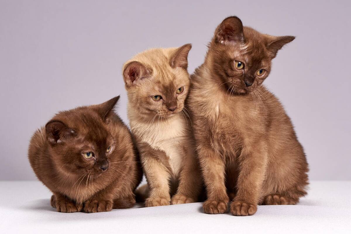 Gatti e civiltà antiche: il simbolo che ha attraversato millenni article-post