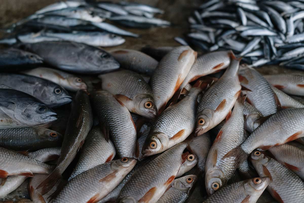 Pesce e sfruttamento: il lato nascosto della pesca nel Sud-Est asiatico article-post