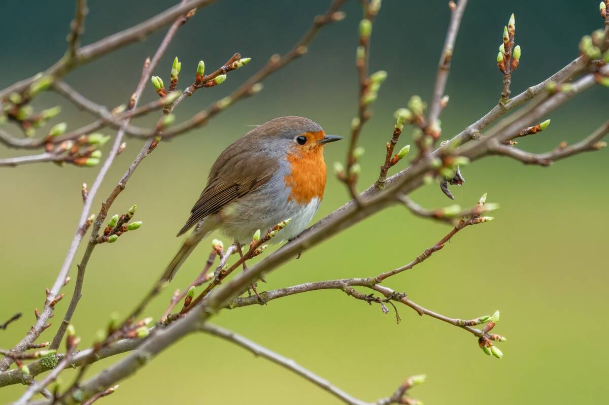 Il mistero del canto degli uccelli all’alba: cosa rivela davvero article-post